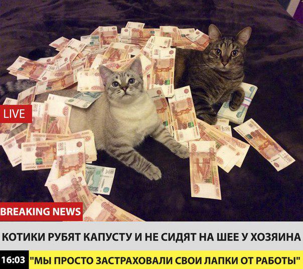 Котики не хотят работать потому что у них лапки